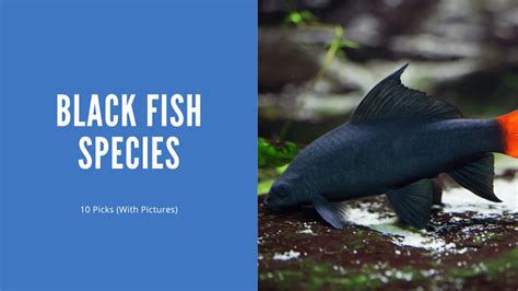 black aquarium fish|Black Fish Species – 10 Great Choices (With Pictures).